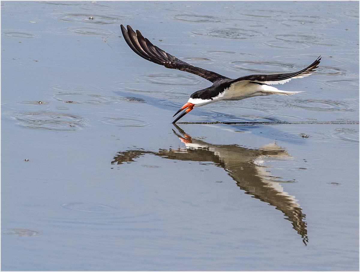 Redin Kathy Skimmer Nature   Ornithological   Class A 20251022